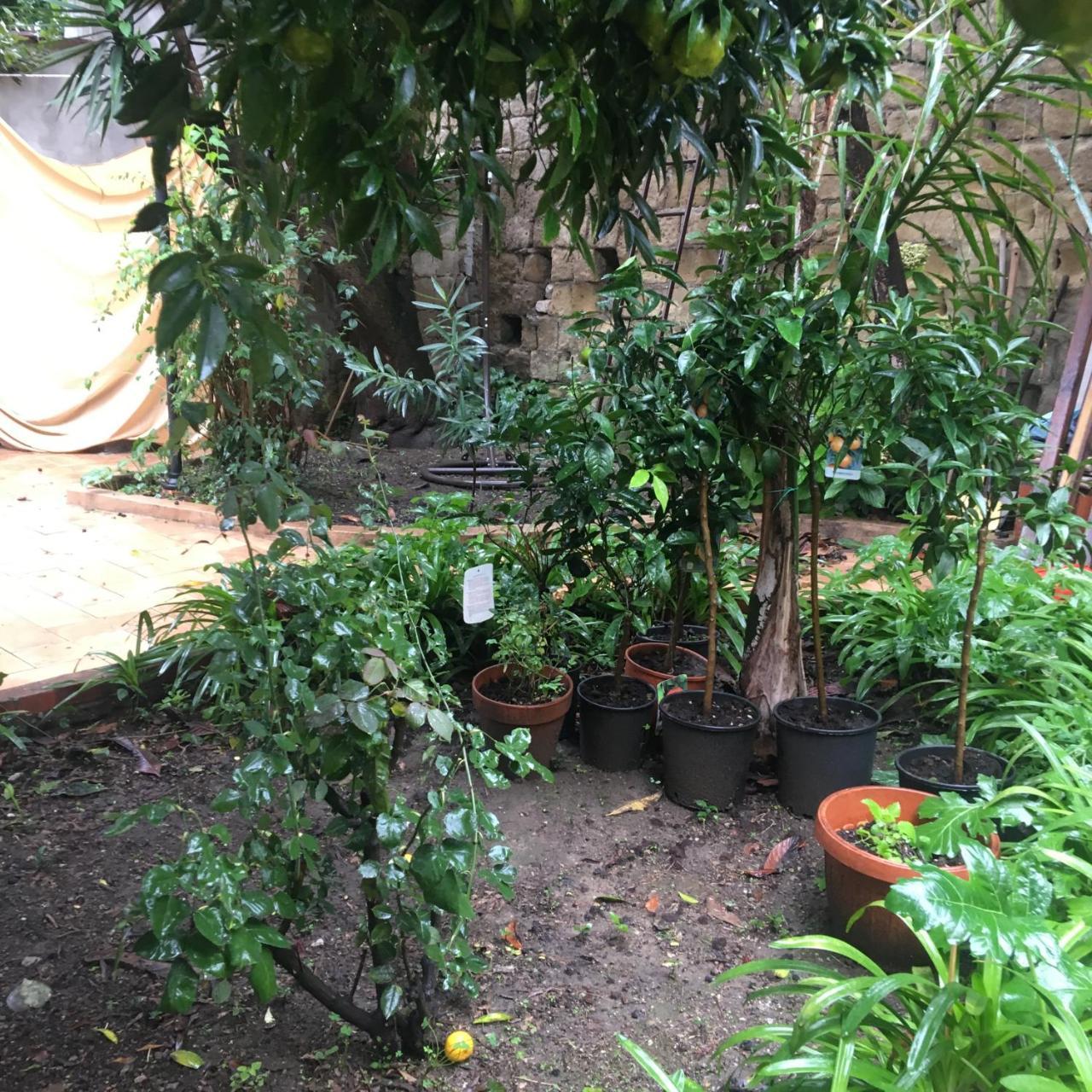 Il Giardino Di Daphne Bed & Breakfast Napoli